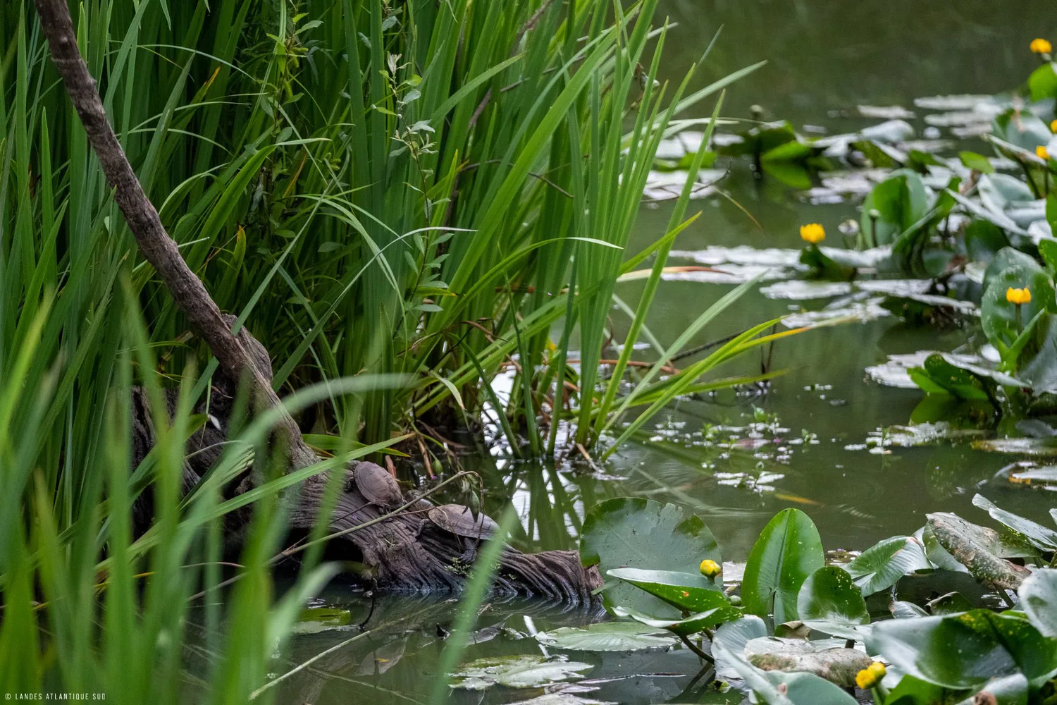 tortue cistude de la réserve naturelle du marais d'orx à labenne