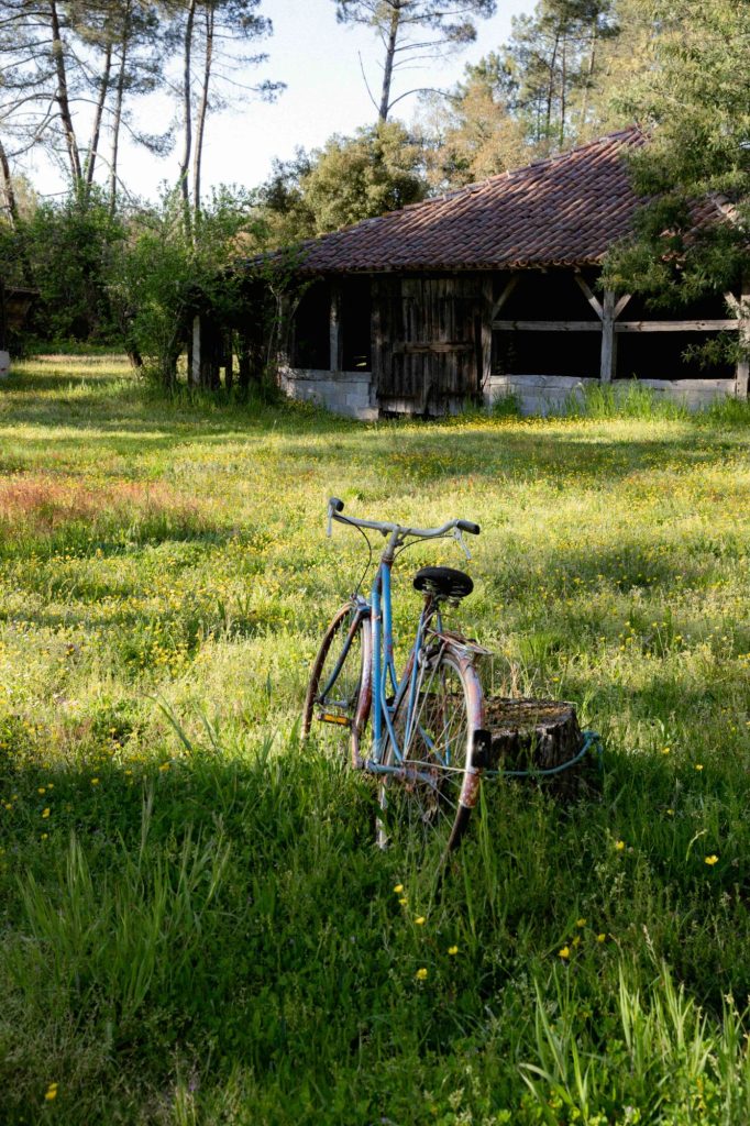 Vélo dans la forêt landaise