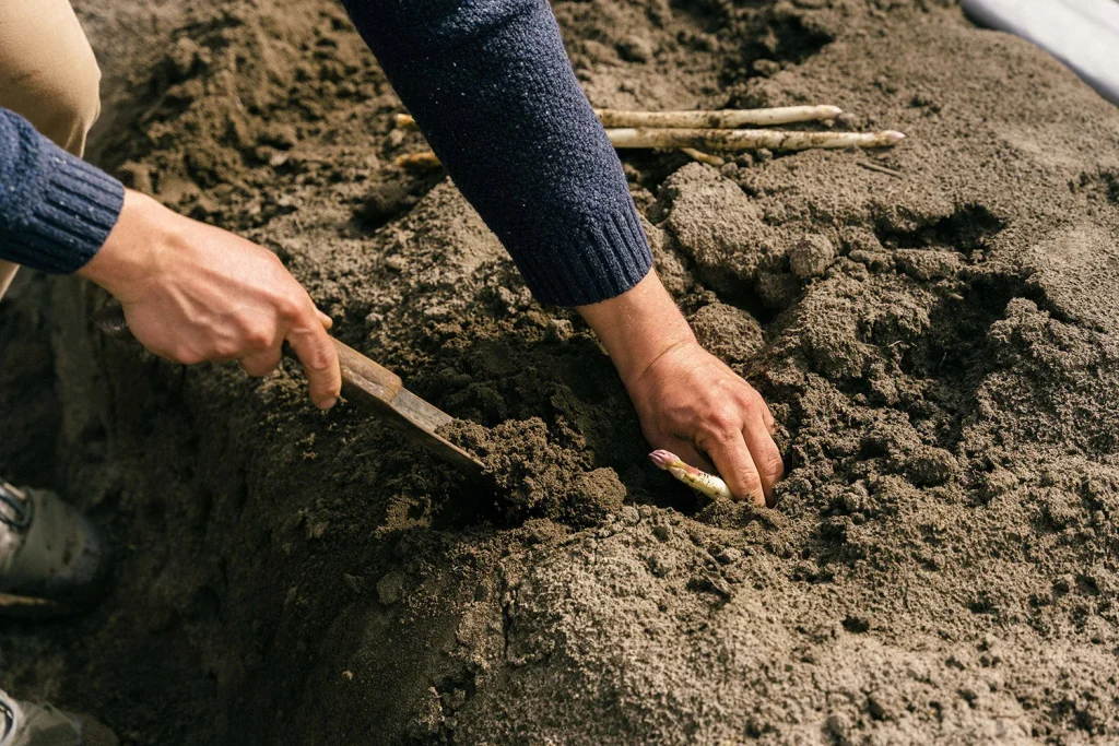 La ferme Mathio présente ses asperges et la façon de les cultiver