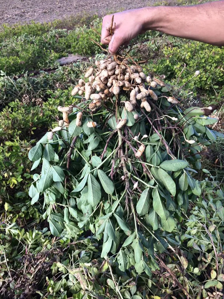 Les cacahuètes cultivées à la ferme Darrigade depuis 3 générations à Soustons