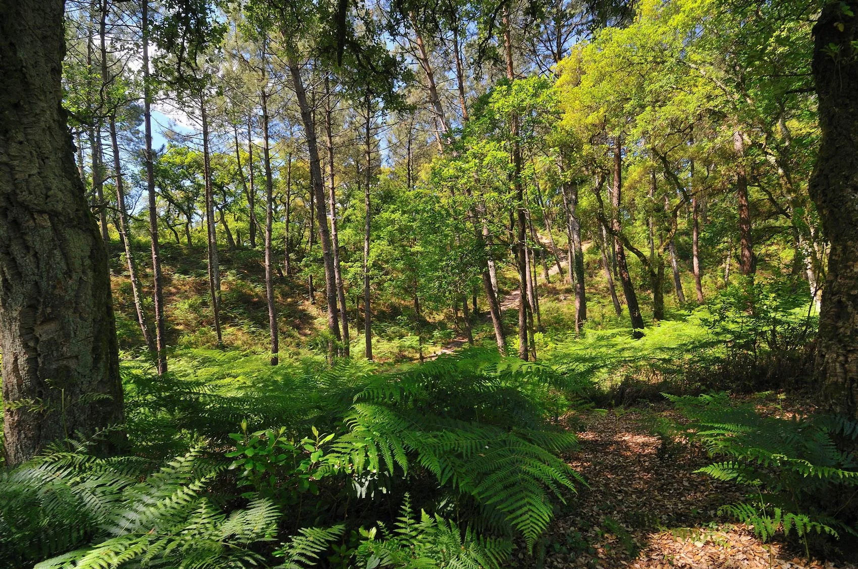 Balade pédestre dans la forêt de Capbreton à l'ombre des pins et des chênes-lièges