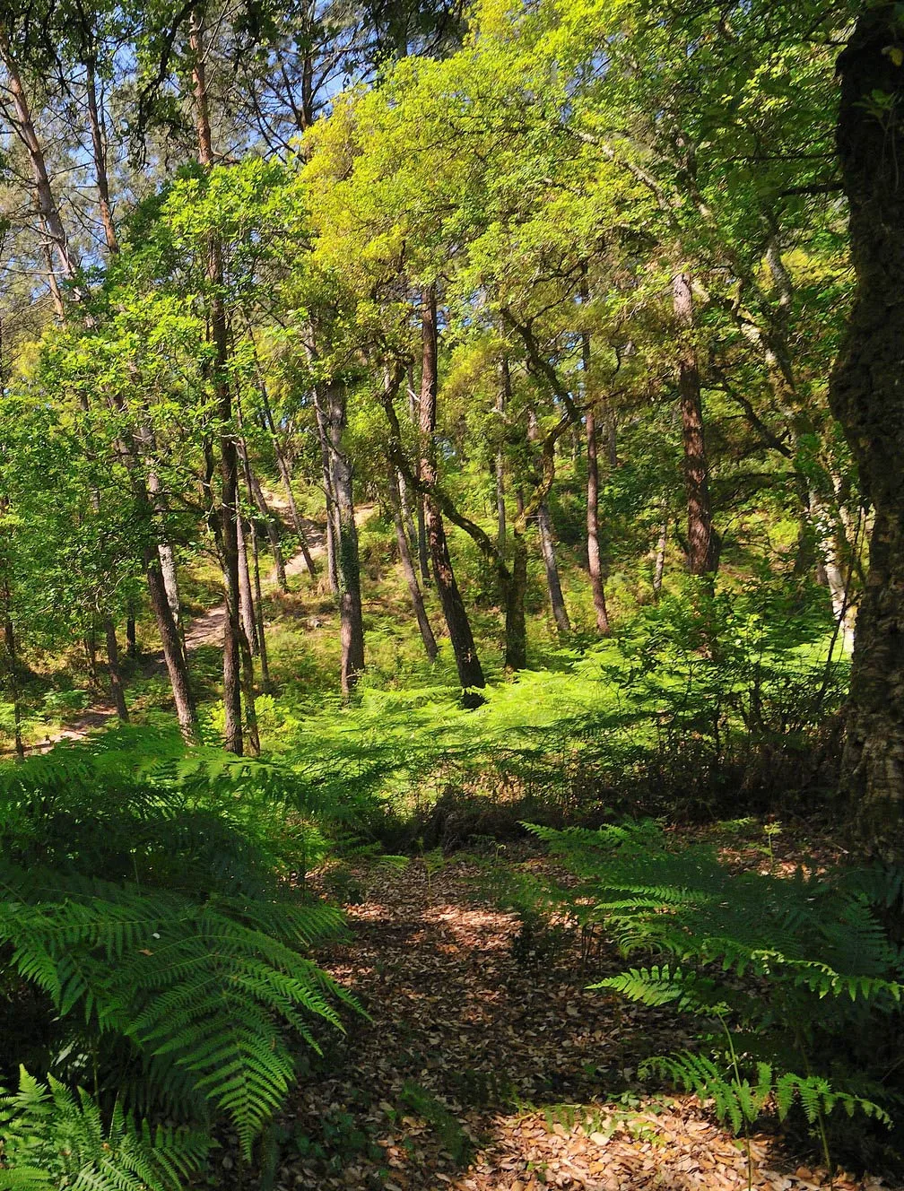 Photo de la forêt prise en portrait lors du renouveau de la nature dans le sentier du Tucs des 9 Eglises.