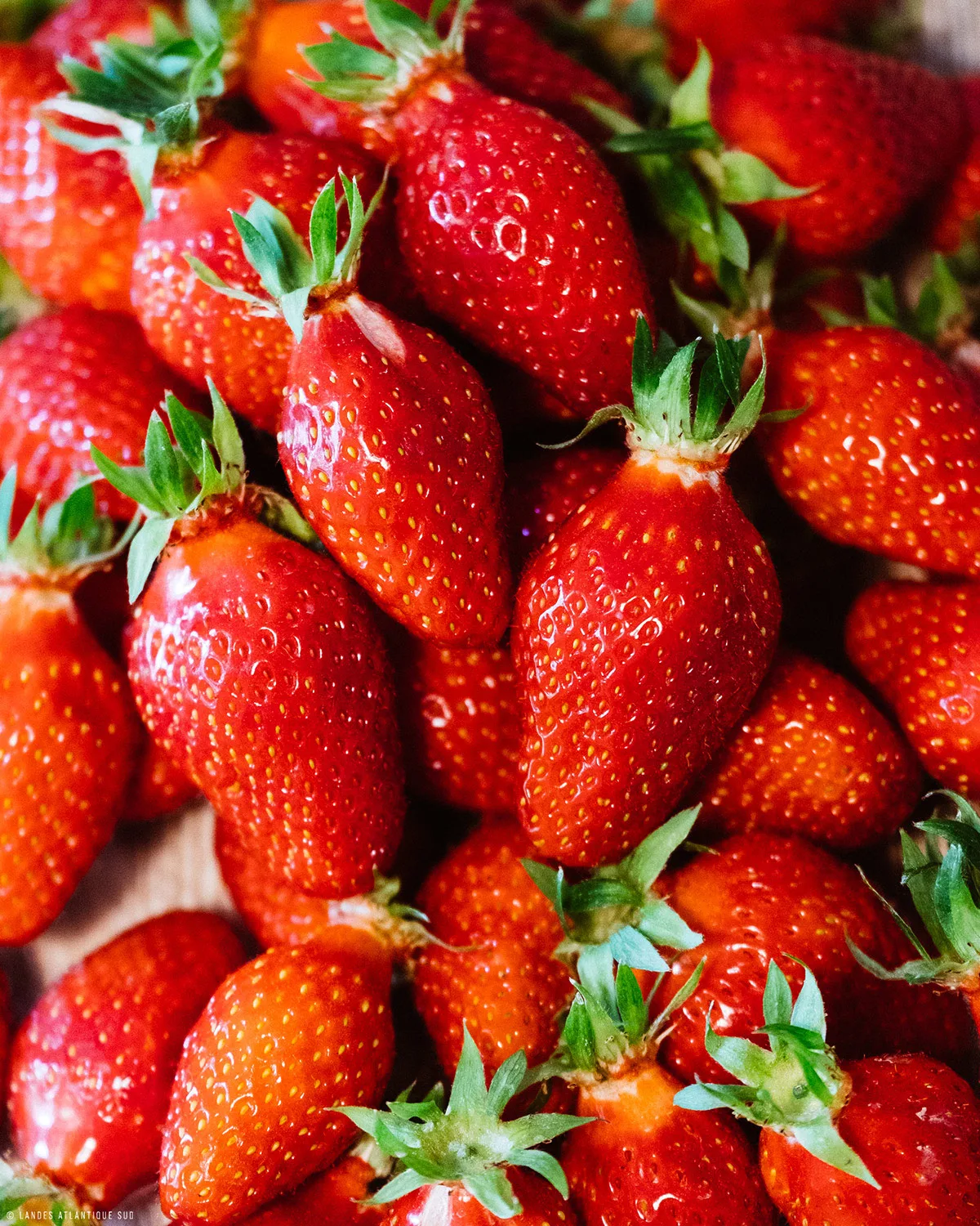 Les fraises de Soustons gorgées du soleil du sud des landes