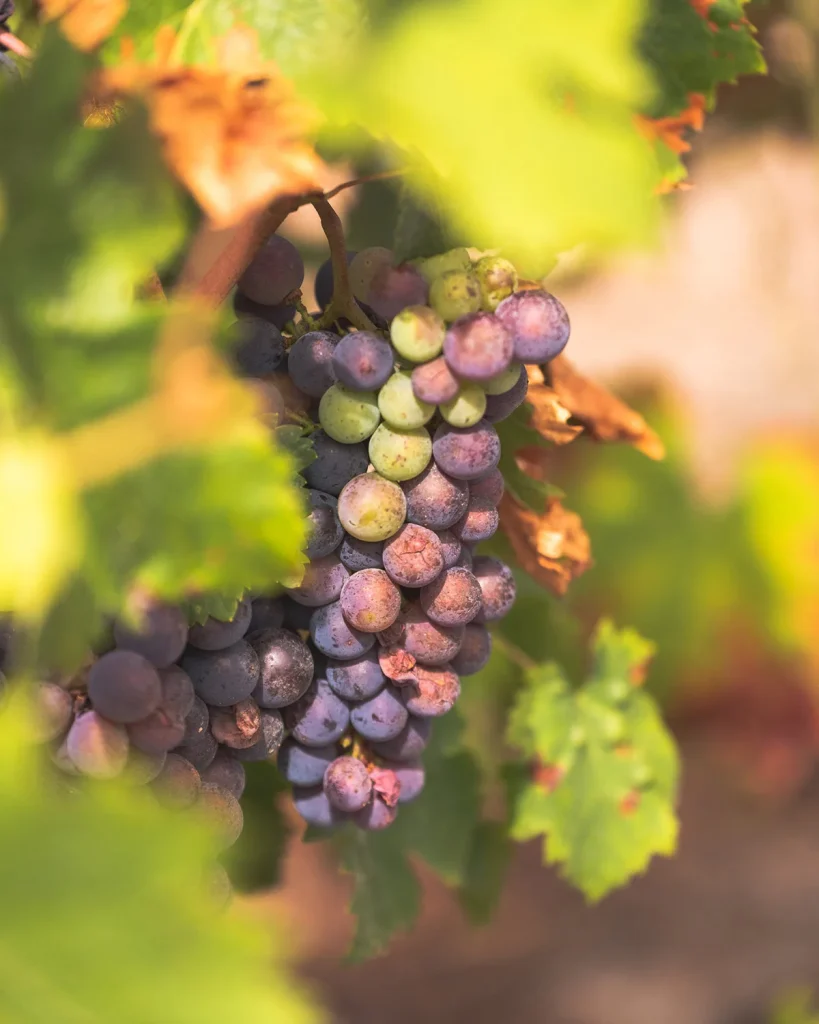 Grappe de raisin du domaine de la pointe à Capbreton