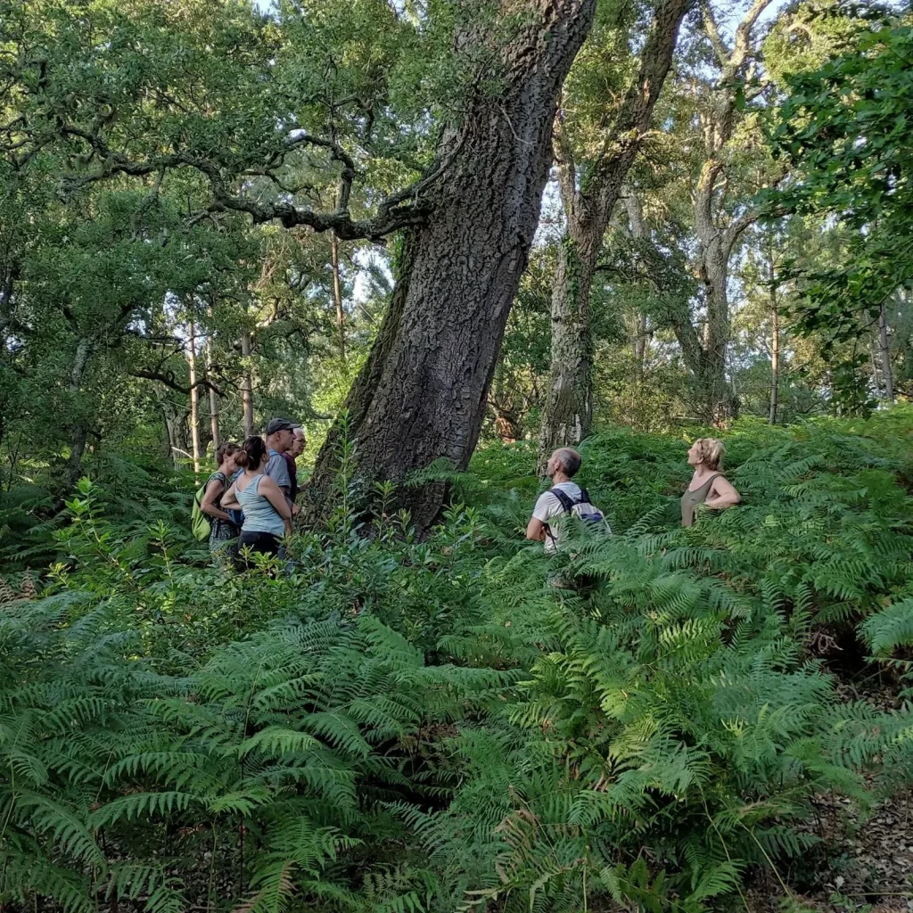 sortie botanique avec la bot a marion dans les landes