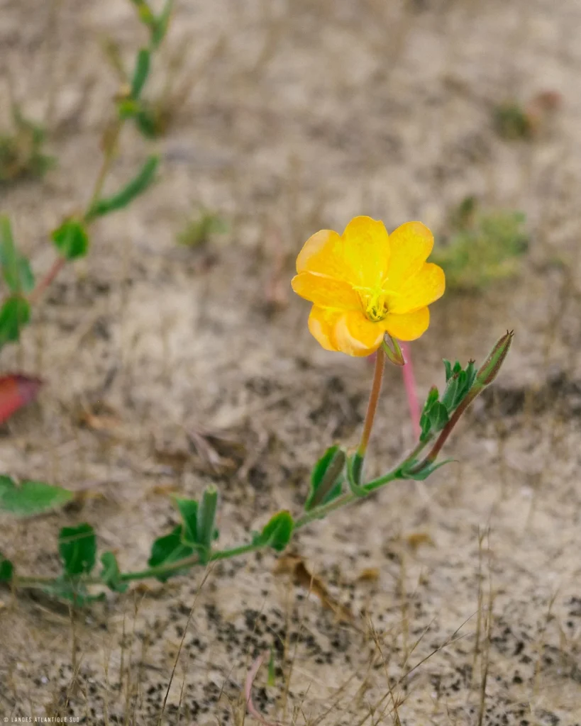 Flore sur la dune landaise