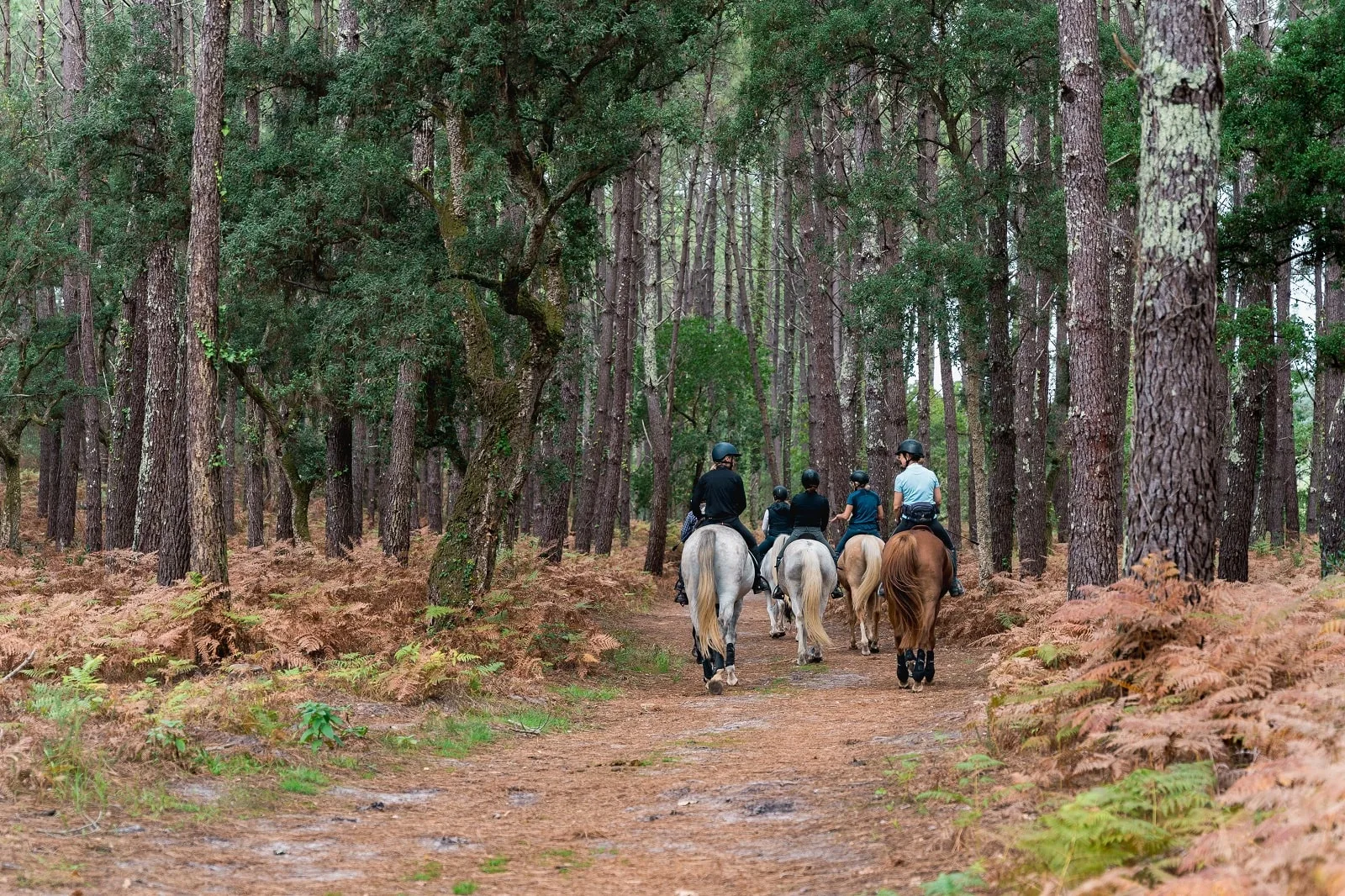 Balade à cheval dans la foret landaise