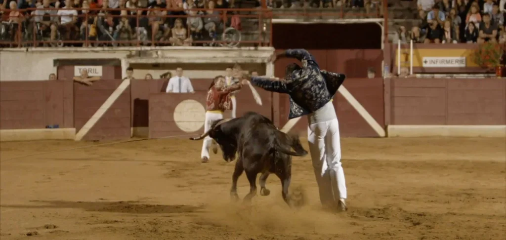 Ecarteur landais en action, un jeudi soir de course landaise