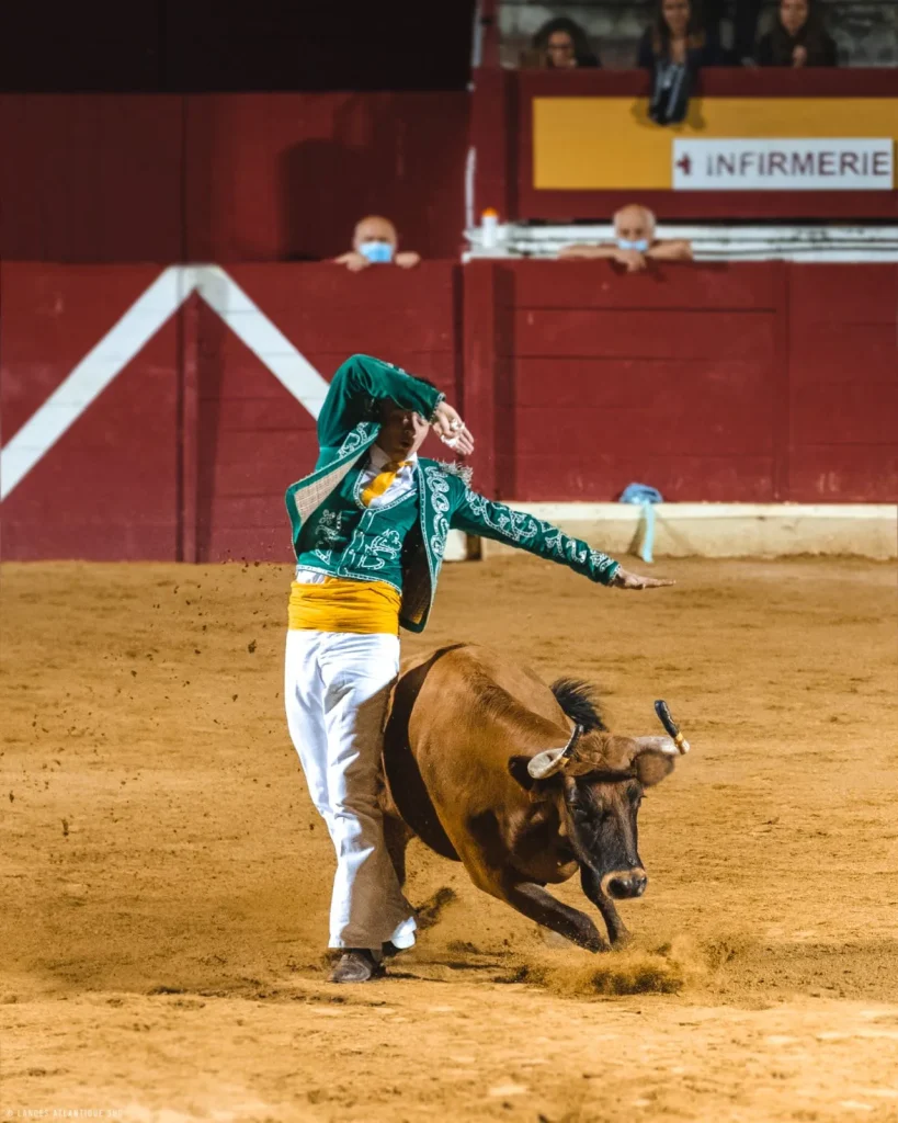 Ecarteur lors d'un spectacle de course landaise