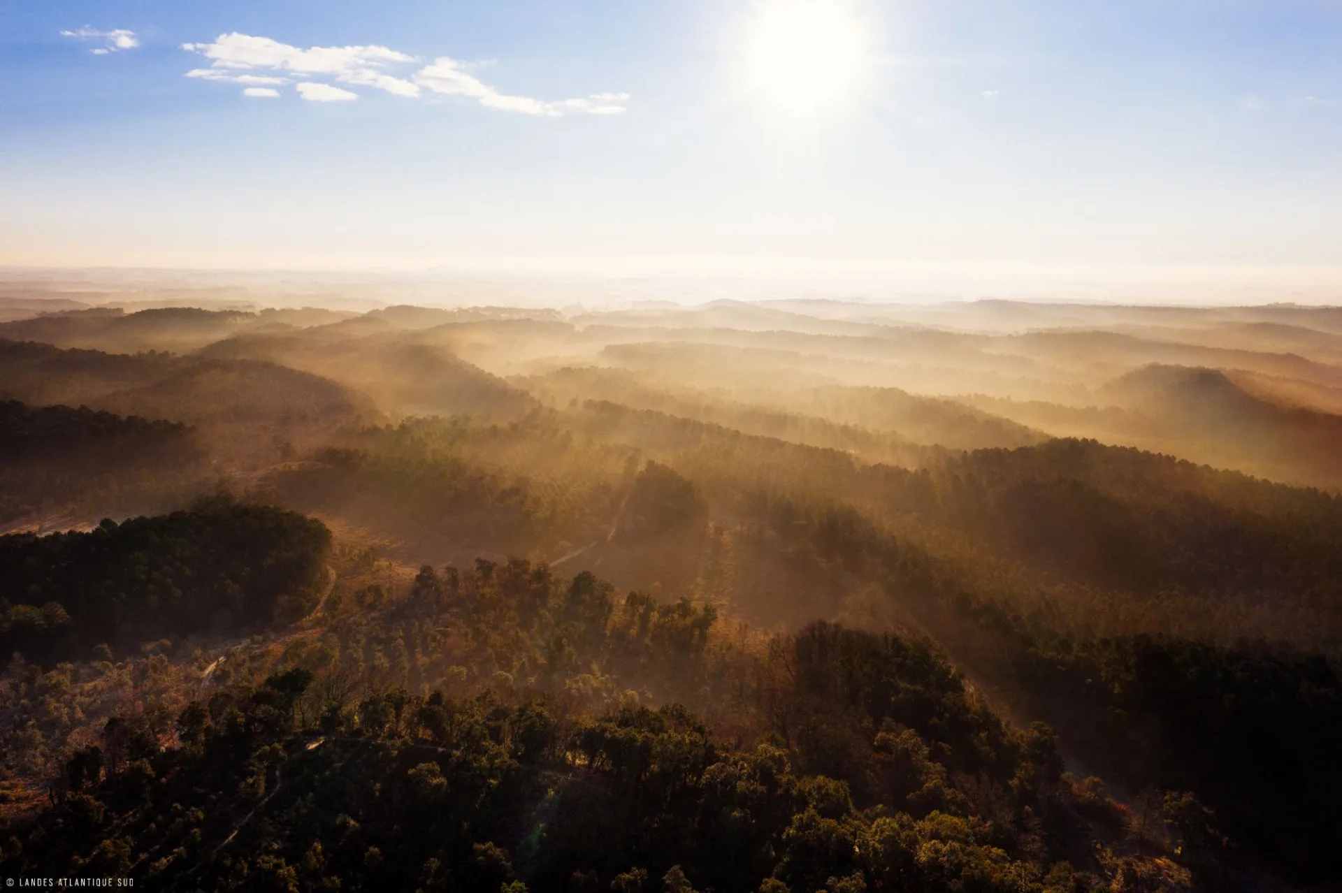 Forêt landaise