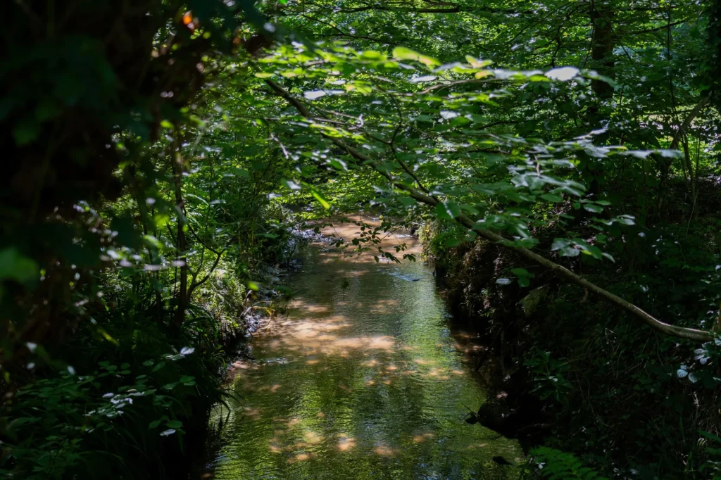 Bois de fontaine à Tyrosse