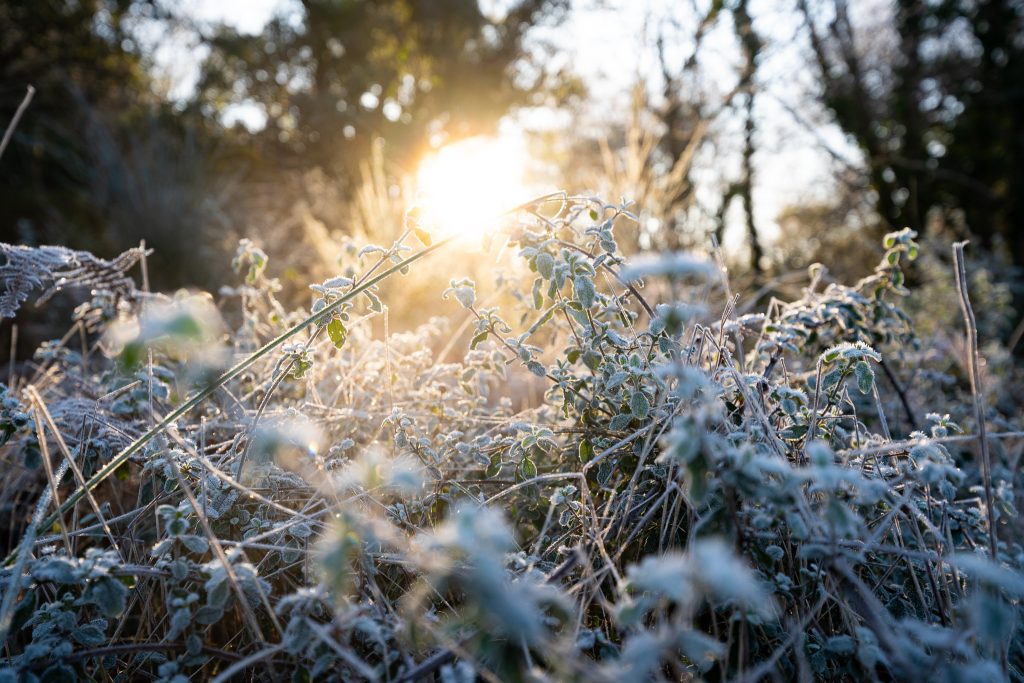 Gelée matinale dans les Landes en hiver, à Labenne