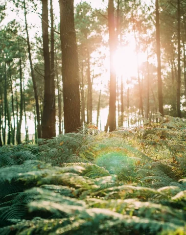 rayons de soleil à travers les pins et fougères sur la côte sud des landes