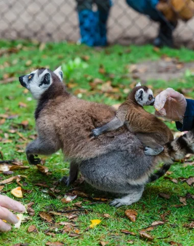 Soigneur d'un jour, nourrissage des lémuriens aux zoo de Labenne