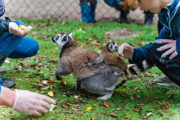 Soigneur d'un jour, nourrissage des lémuriens aux zoo de Labenne