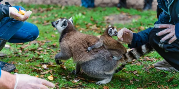 Soigneur d'un jour, nourrissage des lémuriens aux zoo de Labenne