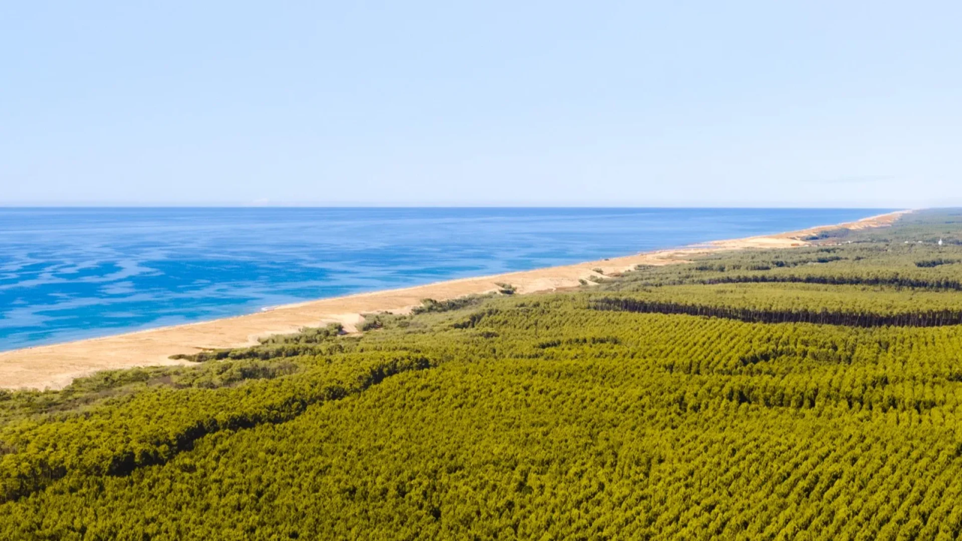 Plage et forêt de Messanges