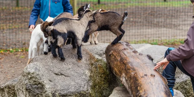 Enclos des petites chèvres au zoo de Labenne