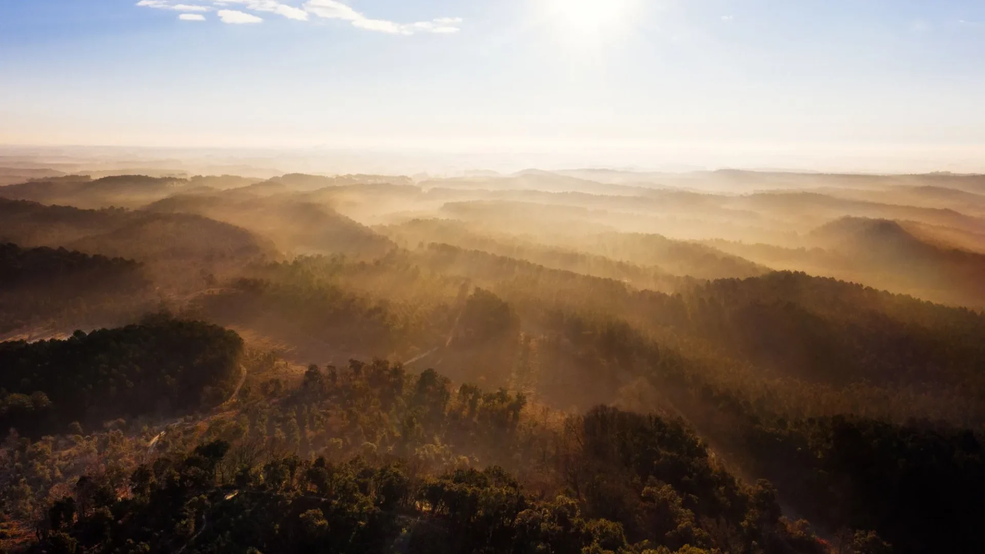 Forêt landaise