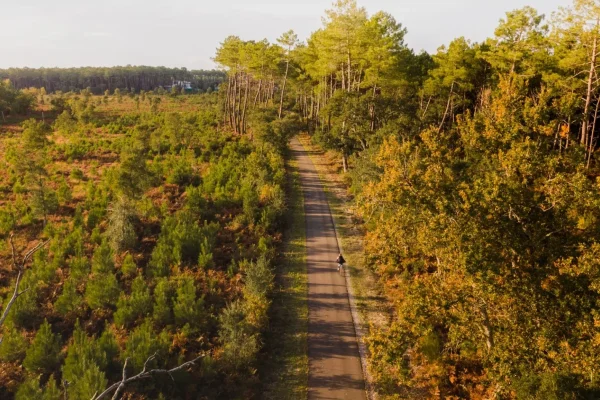 Piste cyclable au milieu de la forêt landaise à l'automne.