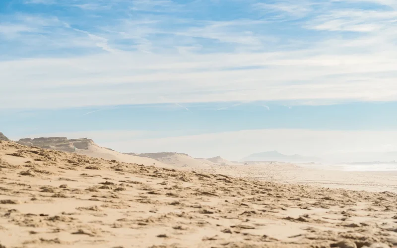 Un sapin pour la dune