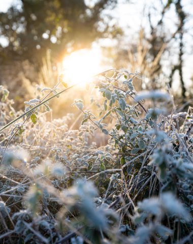 Gelée matinale dans les Landes en hiver, à Labenne