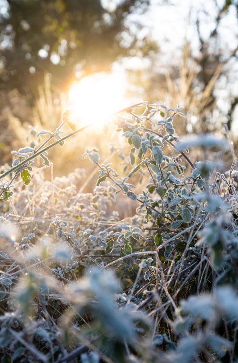 Gelée matinale dans les Landes en hiver, à Labenne