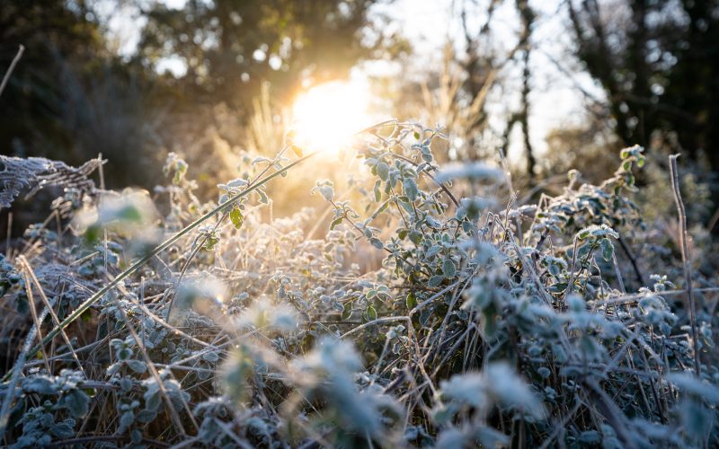 Gelée matinale dans les Landes en hiver, à Labenne