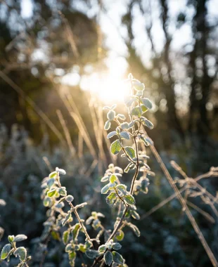 Gelée matinale dans les Landes en hiver, à Labenne