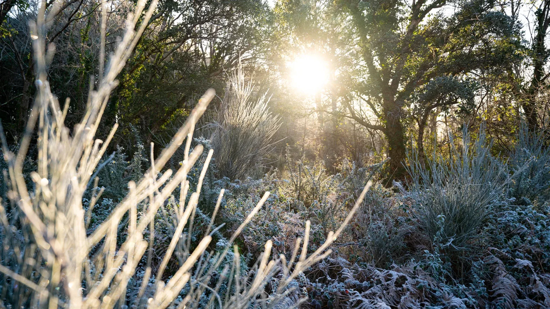 Gelée matinale dans les Landes en hiver, à Labenne