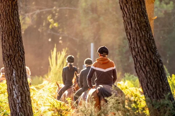 Cheval en forêt à Capbreton