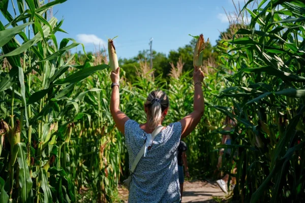 jeu dans un champs de mais, labyrinthe de maïs dans les landes