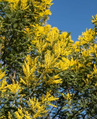 Mimosa à Labenne