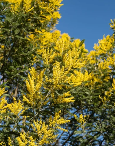 Mimosa à Labenne