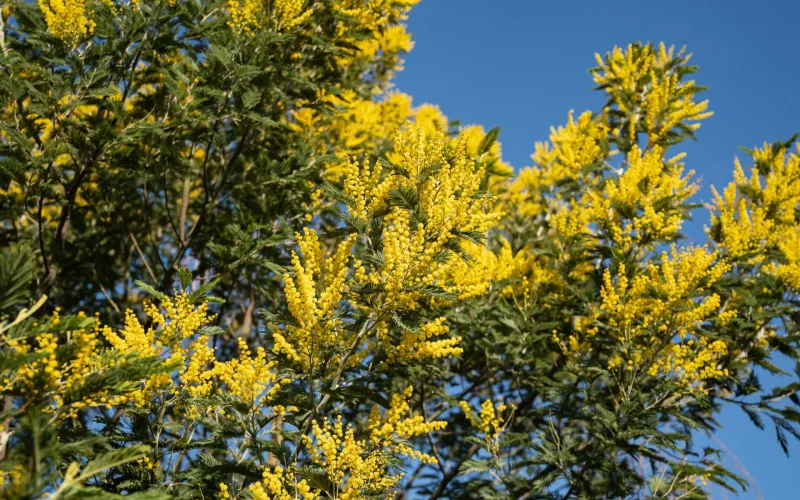 Mimosa à Labenne