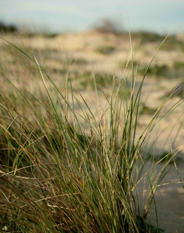 Flore de la dune landaise sur le sentier de la dune à Capbreton