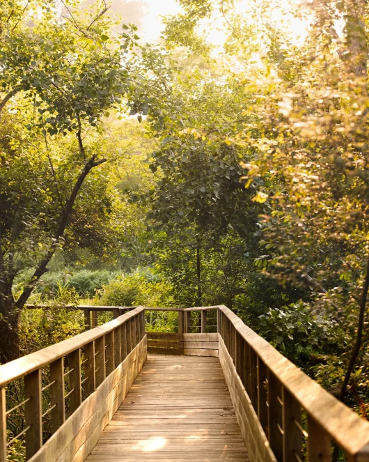 ponton promenade à la réserve naturelle du marais d'orx de labenne