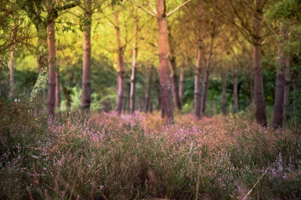 Tapis de bruyère en forêt le long de la voie verte à Soustons