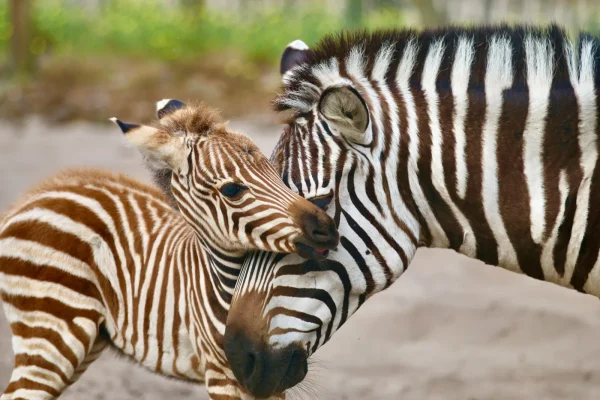 Encore de nouveaux bébés au zoo de labenne