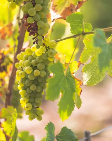 Le vin de sable à Capbreton