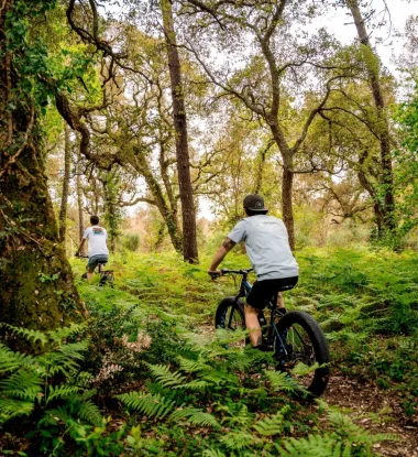 Sortie accompagnée à vélo dans la forêt du sud des Landes.