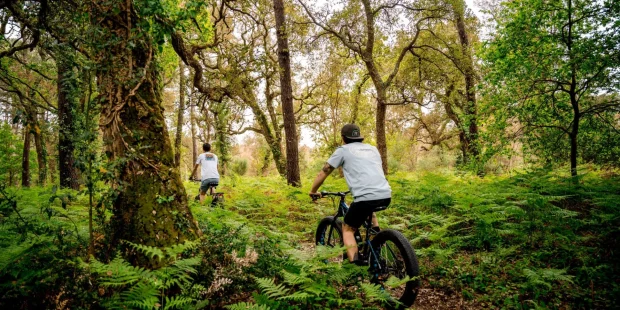 Sortie accompagnée à vélo dans la forêt du sud des Landes.