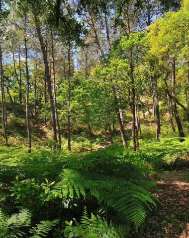 Balade pédestre dans la forêt de Capbreton à l'ombre des pins et des chênes-lièges