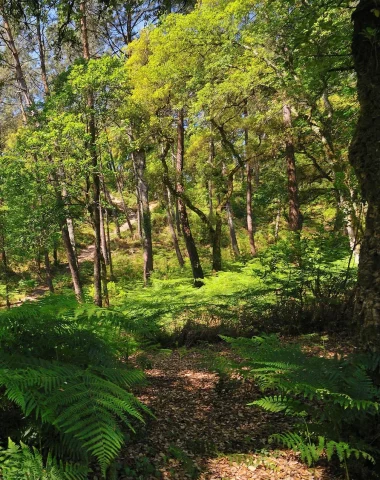 Photo de la forêt prise en portrait lors du renouveau de la nature dans le sentier du Tucs des 9 Eglises.