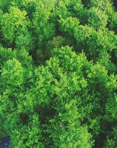 Vue aérienne de la forêt des Landes prise depuis le ciel du Marais d'Orx.