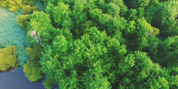 Vue aérienne de la forêt des Landes prise depuis le ciel du Marais d'Orx.