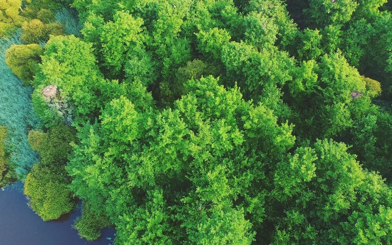 Vue aérienne de la forêt des Landes prise depuis le ciel du Marais d'Orx.